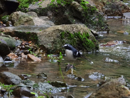 HK Slaty-backed Forktail 香港灰背燕尾